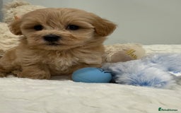 Maltipoo dogs for sale: 7 stunning f1 Maltipoo's. Fully DNA & Heath clear - Image 14