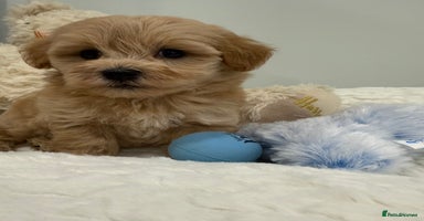 Maltipoo dogs - Advert 11