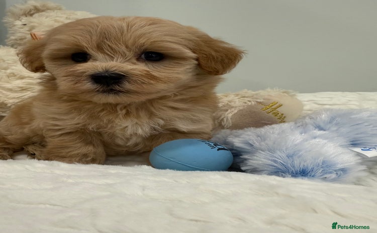 Maltipoo dogs - Advert 1
