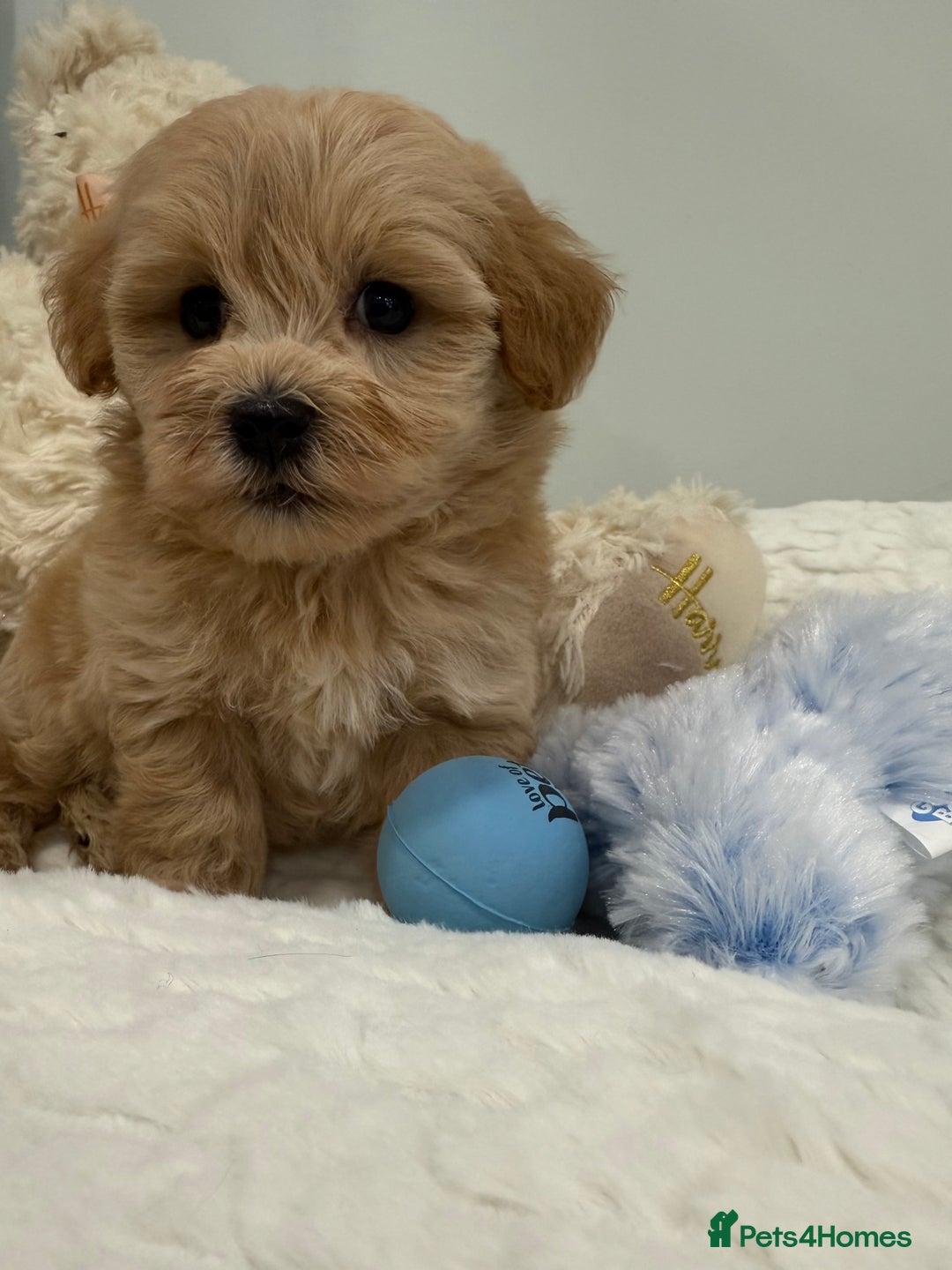 Maltipoo dogs for sale: 7 stunning f1 Maltipoo's. Fully DNA & Heath clear - Image 14