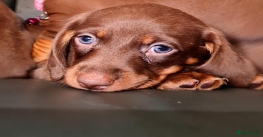 Miniature Dachshund dogs - Advert 4
