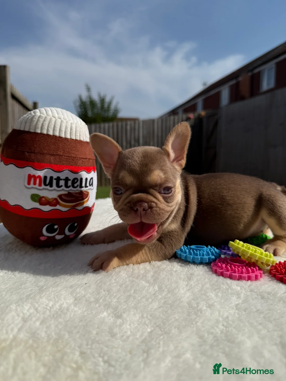 French Bulldog dogs for sale: French bulldog  - Advert 6