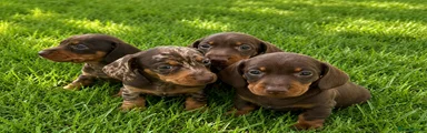 Dachshund Puppy 3
