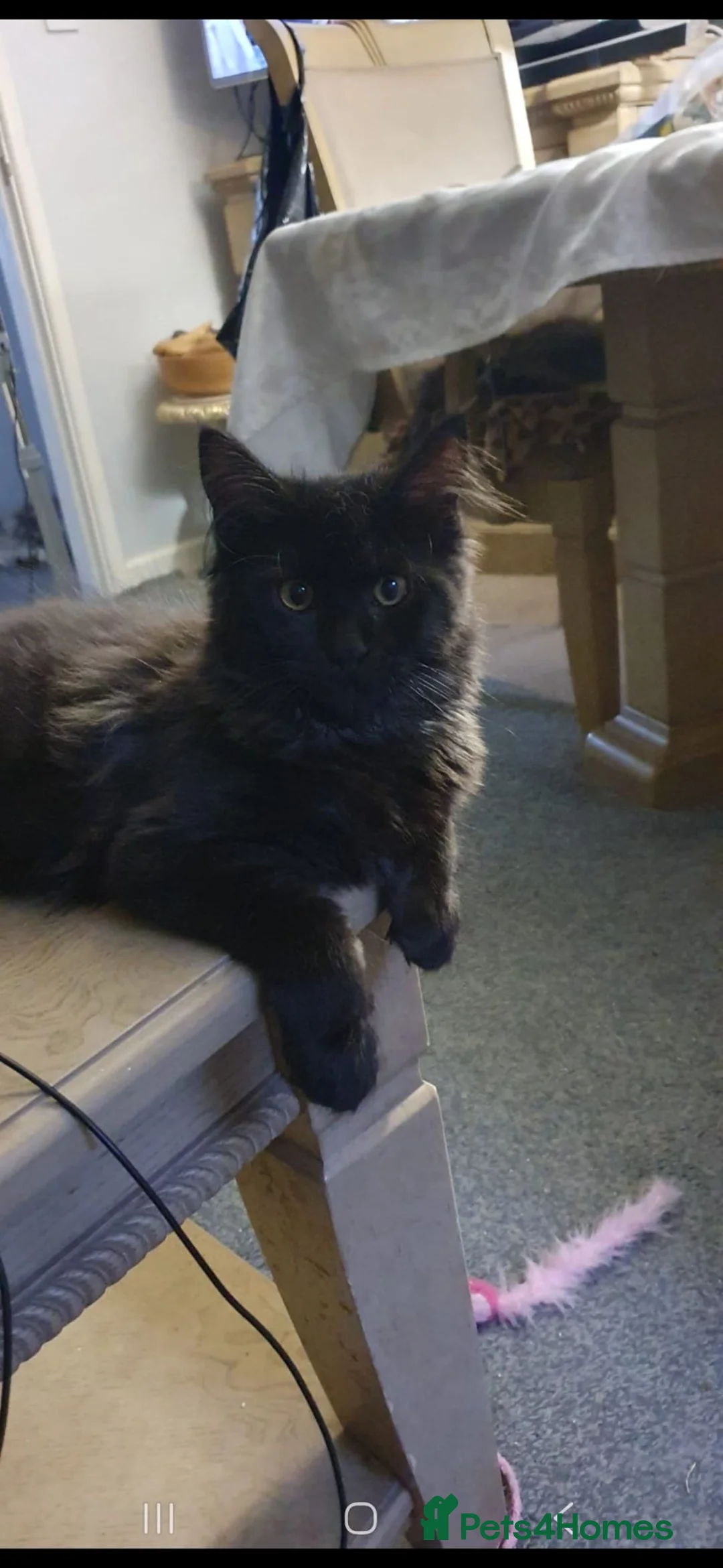 Maine Coon cats for sale: Main coon kittens - Advert 1