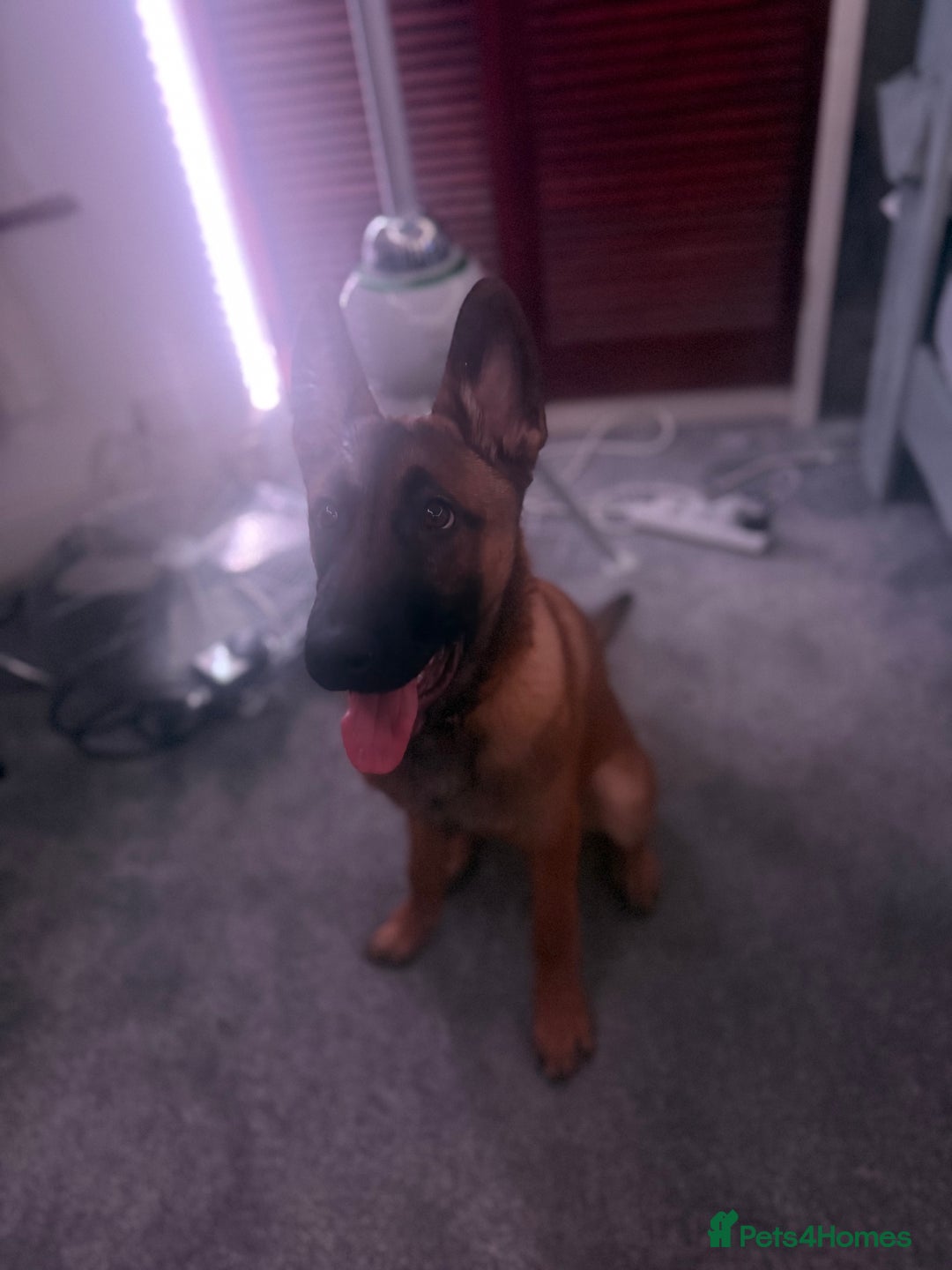 Belgian Shepherd Dog dogs for sale: Shadow the Belgian Malinois - Advert 1