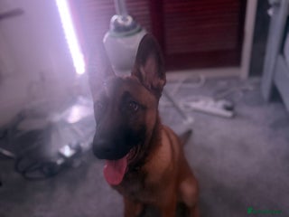 Belgian Shepherd Dog dogs Shadow the Belgian Malinois - Advert 1