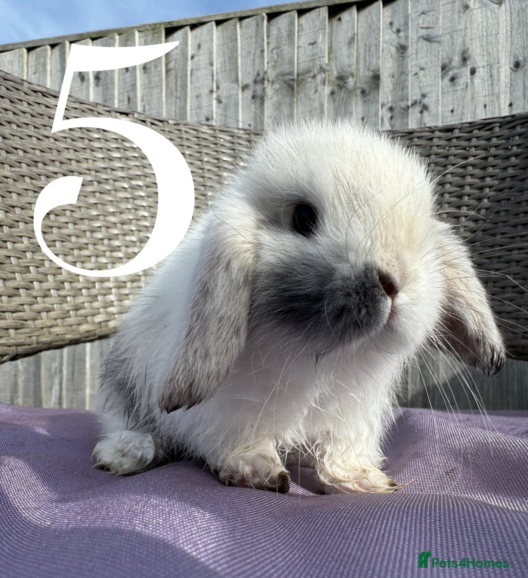 Mini Lop rabbits for sale: 5 Mini Lop baby rabbits ready 17th SEPT - Image 16