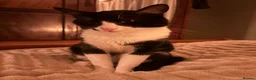 Mixed Breed cats for sale: Gary and prince - Advert 3