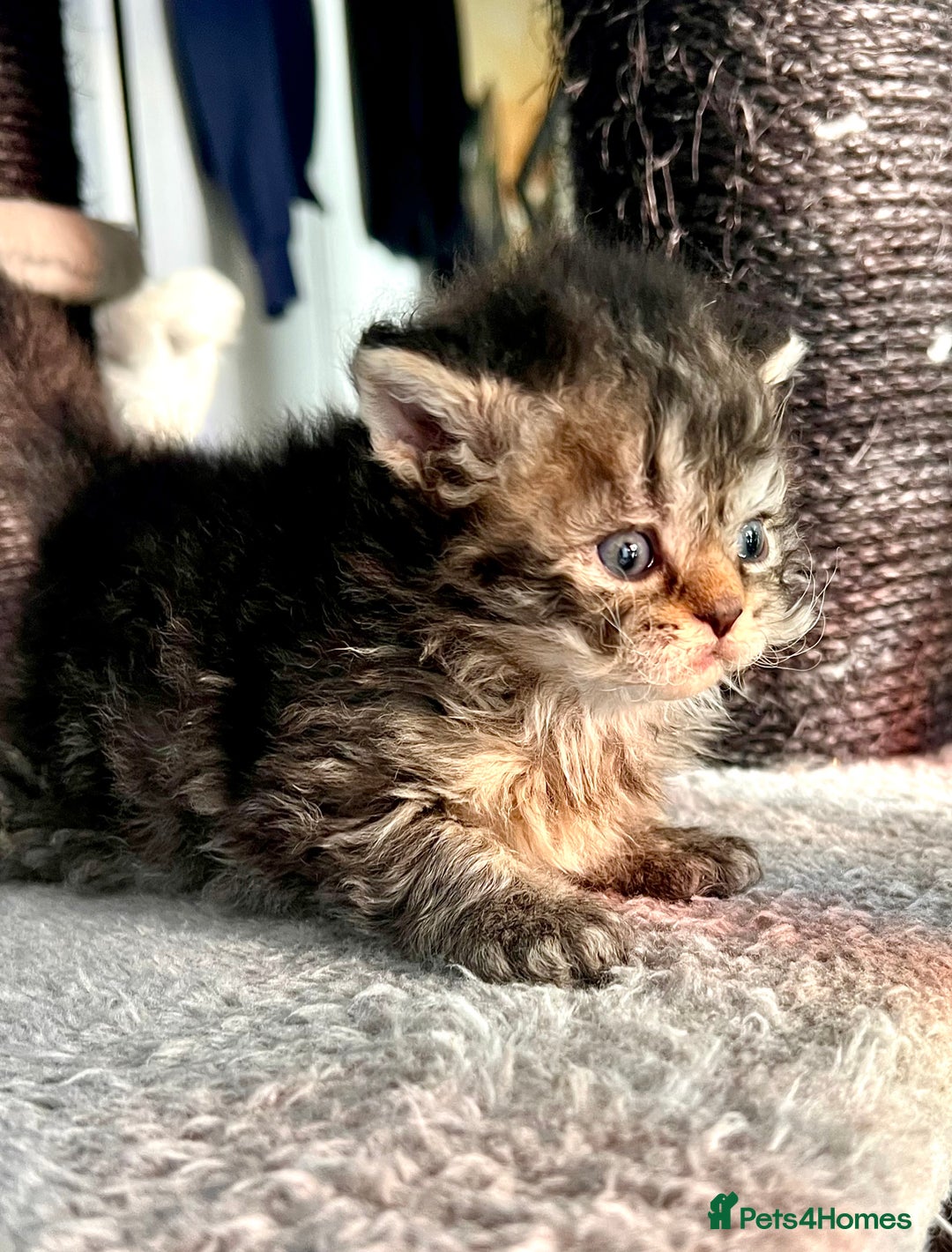 Selkirk Rex cats for sale: Stunning Selkirk rex kittens - Advert 11