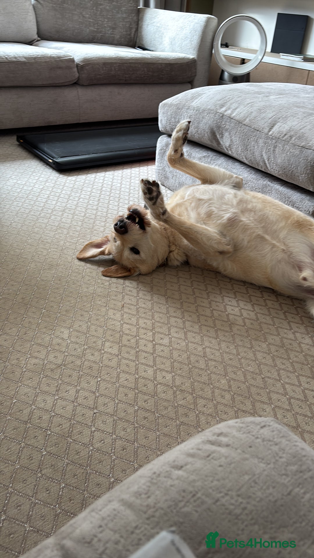 Mixed Breed dogs for sale: Harry - available for adoption  - Image 4