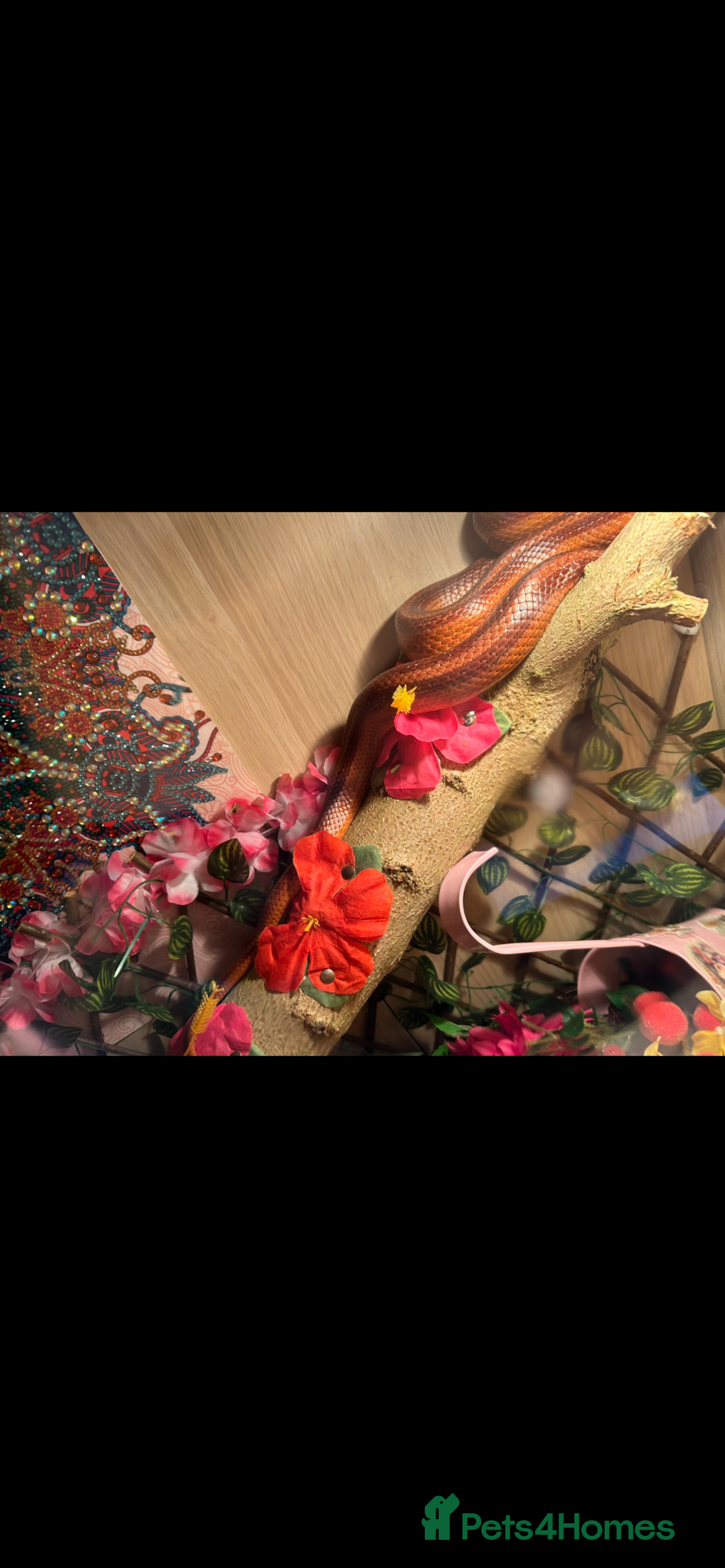 Corn Snake reptiles for sale: Rat snake / corn snake female  - Image 3