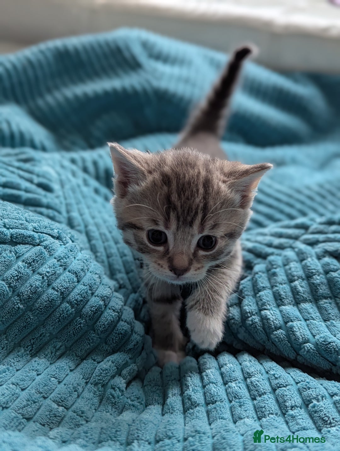 Mixed Breed cats for sale: 5 beautiful and playful kittens - Advert 12