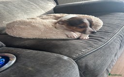 Jack Russell dogs for sale: Jack Russell pups  - Image 15