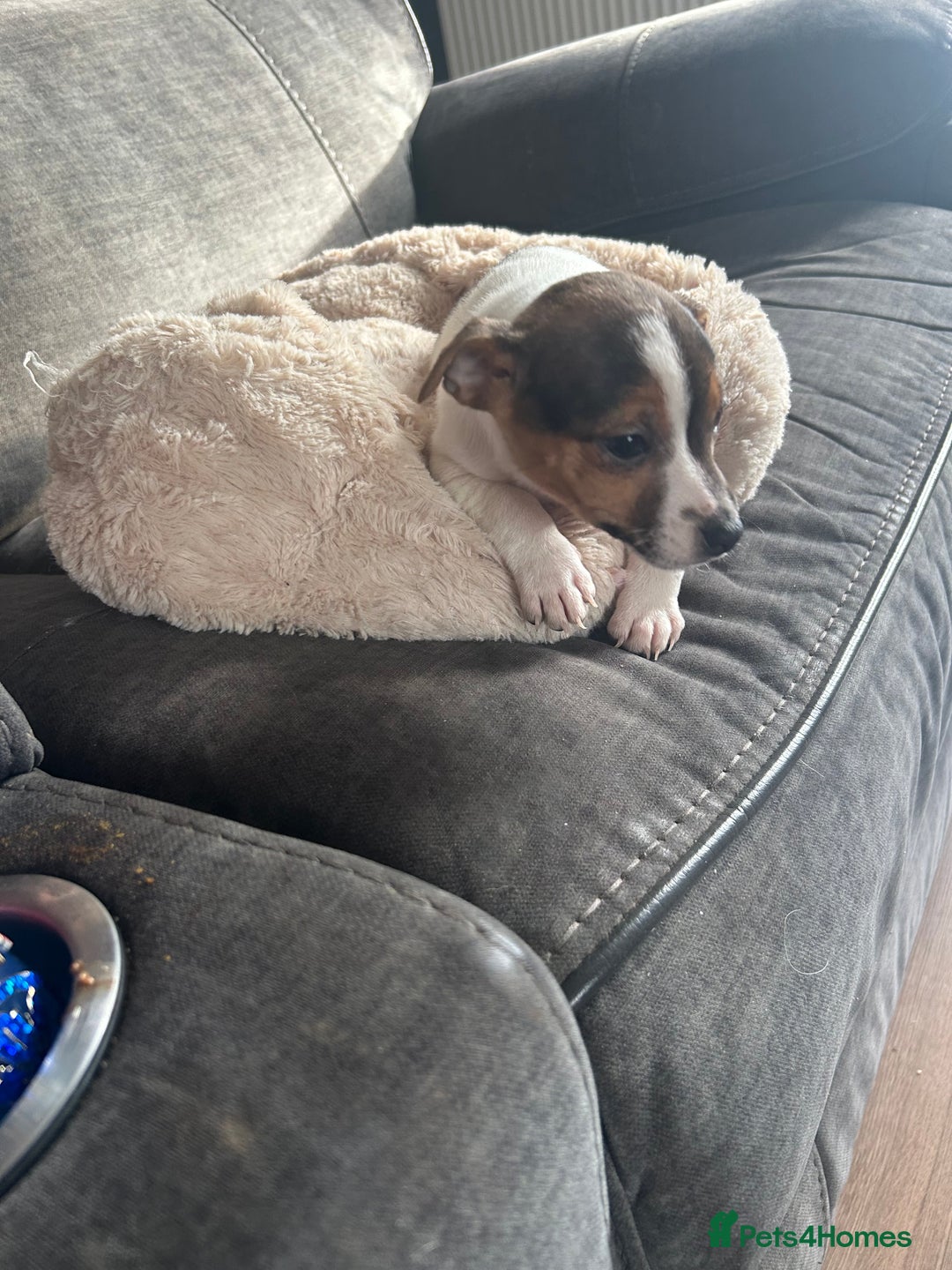 Jack Russell dogs for sale: Jack Russell pups  - Image 15