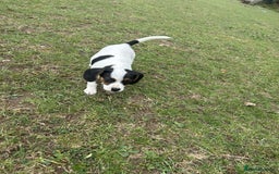 Mixed Breed dogs for sale: 1 make jackrussel cross cavalier  - Image 5