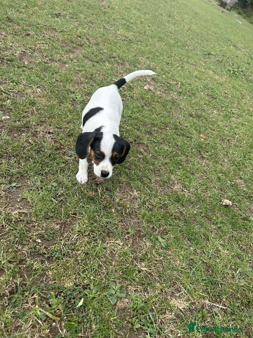 Mixed Breed dogs for sale: 1 make jackrussel cross cavalier  - Image 5