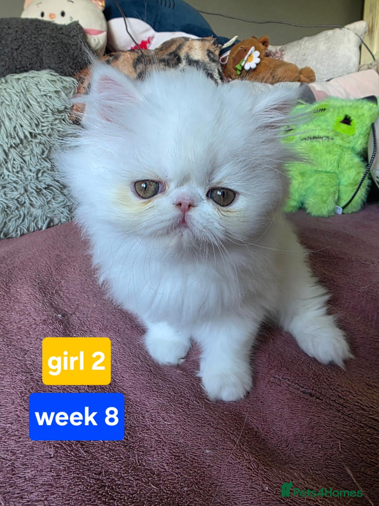 Persian cats LAST BEAUTIFUL PERSIAN GIRL AVAILABLE READY 14.09 - Advert 1