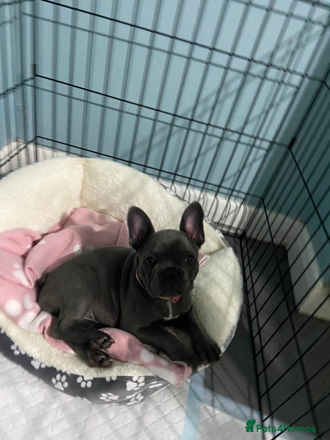 French Bulldog dogs for sale: French bulldog pup girl BLUE 13 weeks old - Image 11