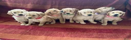 Golden Retriever dogs for sale: Kc registered golden retriever puppies  - Advert 14