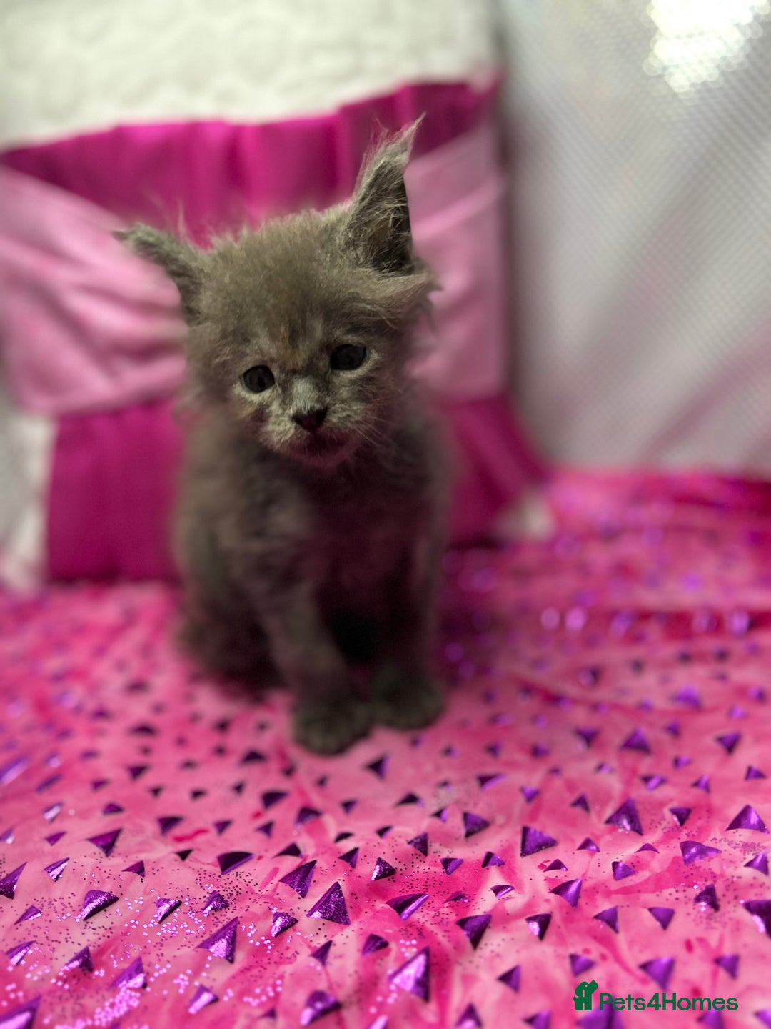 Maine Coon cats for sale: Beautiful GCCF reg Mainecoon kittens available  - Image 23