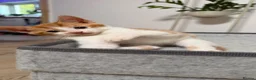 Domestic Shorthair cats for sale:  Gorgeous Ginger & White Male Kitten  - Advert 5