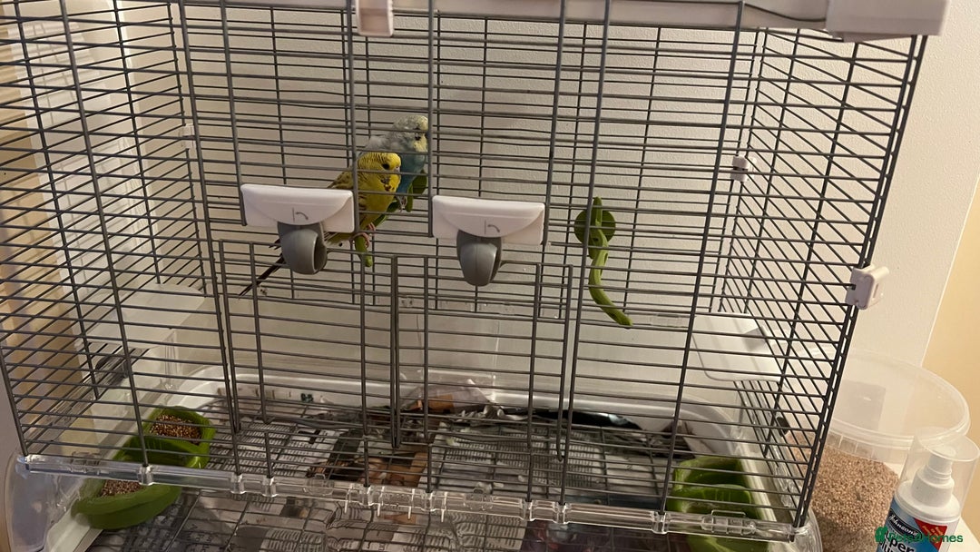 Budgerigars birds for sale: PAIR OF YOUNG BUDGIES - Image 4
