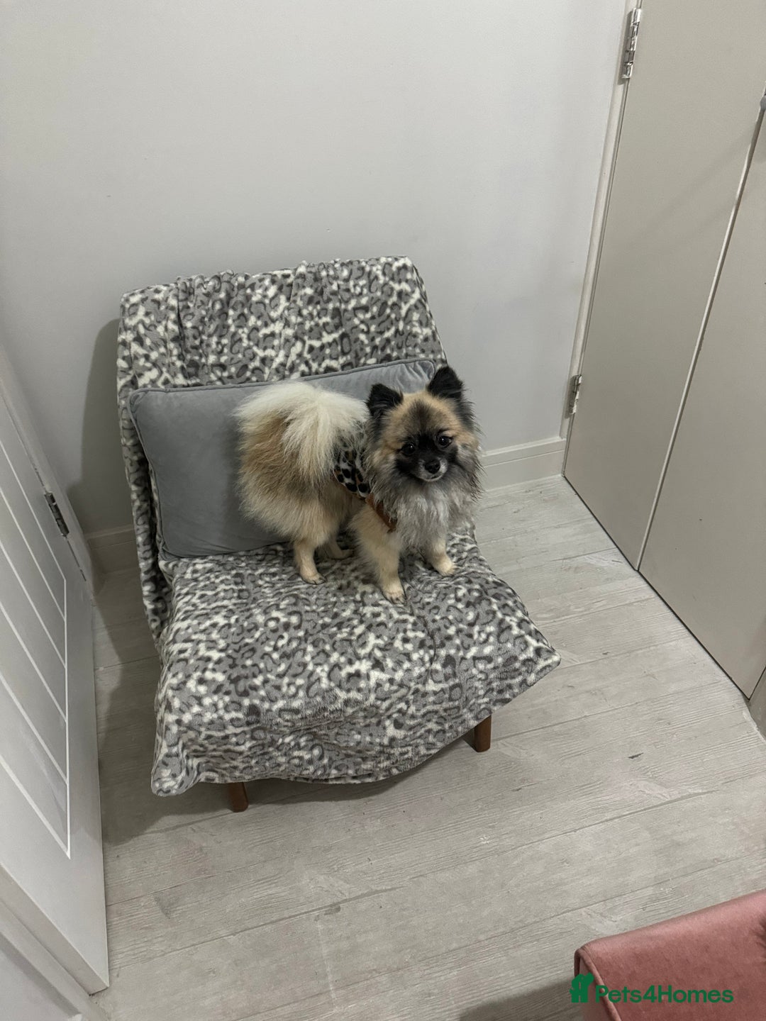 Pomeranian dogs for stud: 2kg, KC Registered, Proven, Pomeranian  in Cardiff - Advert 1
