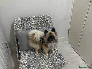 Pomeranian dogs in Cardiff - Advert 22