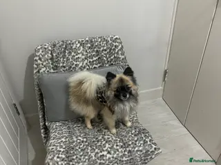 Pomeranian dogs 2kg, KC Registered, Proven, Pomeranian in Cardiff - Advert 2