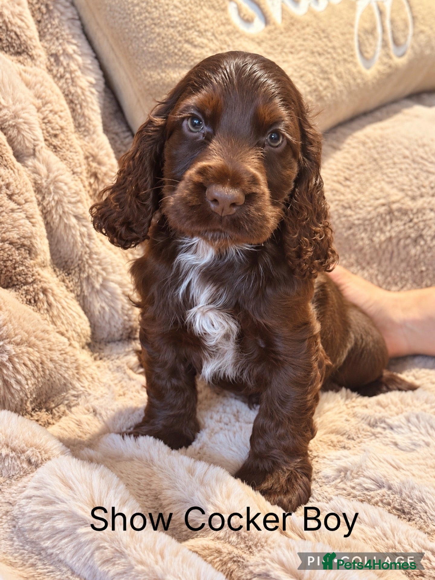 Cocker Spaniel dogs for sale: Stunning Show Cocker Spaniel Boy ready now - Advert 1