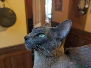 Tonkinese cats Exquisite Tonkdolls - Advert 2