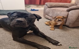 Mixed Breed dogs for sale: Gorgeous boy Ronnie.  - Advert 6