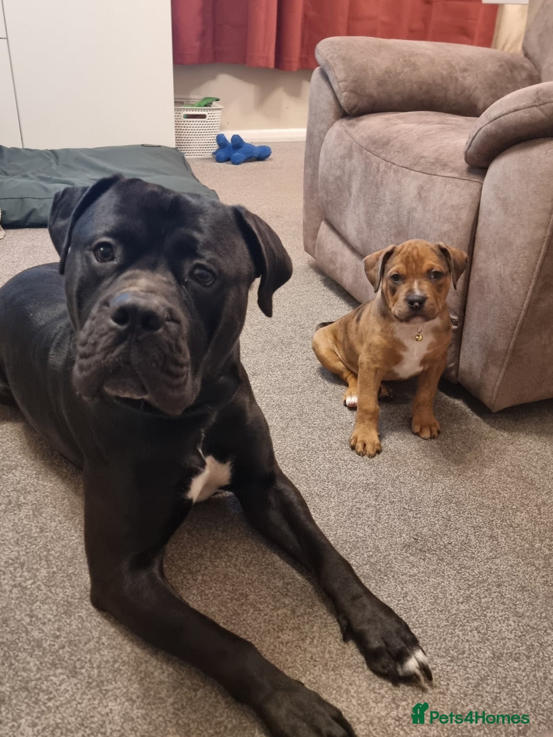 Mixed Breed dogs for sale: Gorgeous boy Ronnie.  - Advert 6