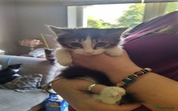 Domestic Shorthair cats for sale: Squeakies babies - Image 3