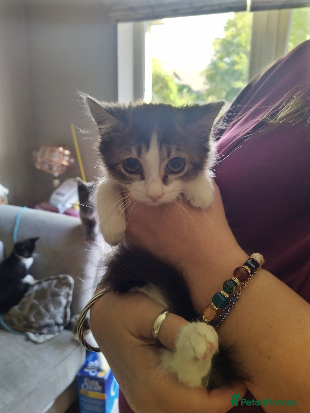 Domestic Shorthair cats for sale: Squeakies babies - Image 3
