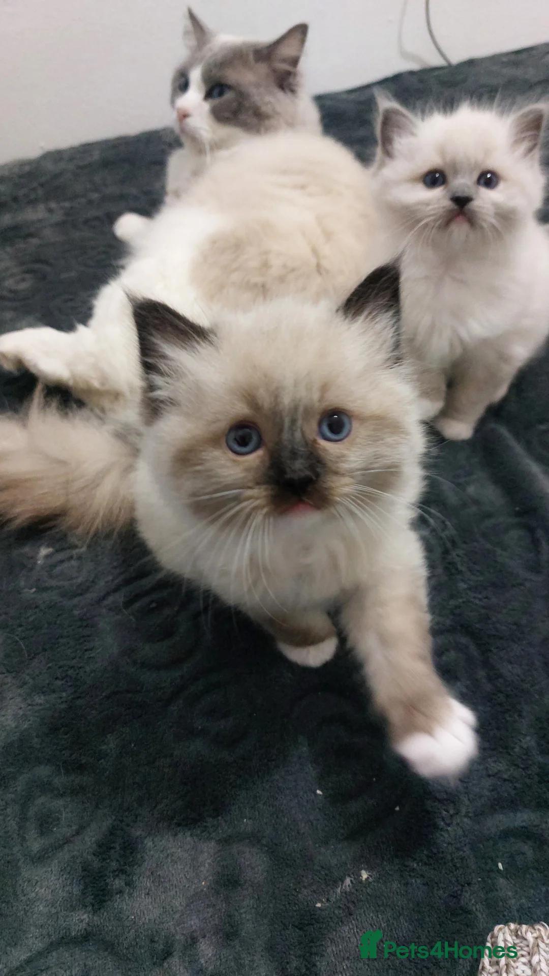 Ragdoll cats for sale: Two gorgeous rag dolls Girl and boy 😺😸 in Leicester - Advert 10