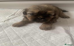 Shih Tzu dogs for sale: Shih Tzu puppy’s  - Image 5
