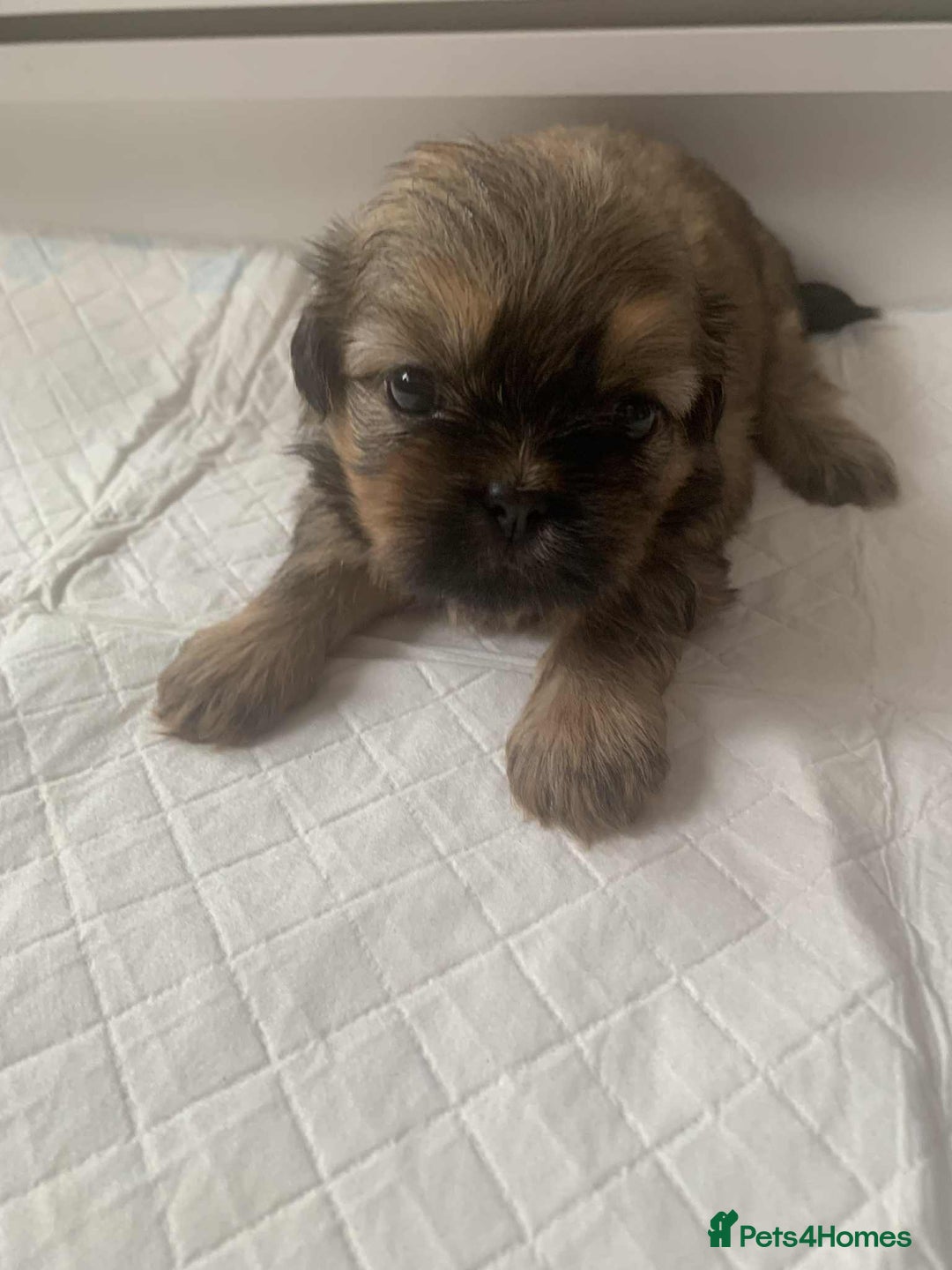 Shih Tzu dogs for sale: Shih Tzu puppy’s  - Image 5