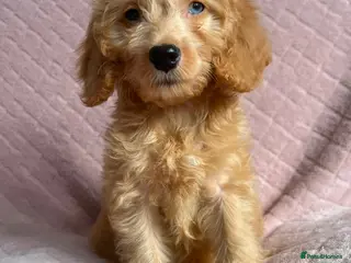 Cockapoo dogs Cockapoo puppies - Advert 4