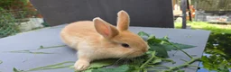 Lionhead rabbits for sale: Lion Head  (Fluffy Blue eyes ) - Advert 6