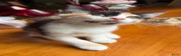 Mixed Breed cats for sale: Ginger Calico Tuxedo Kittens London-Richmond Sale - Advert 40