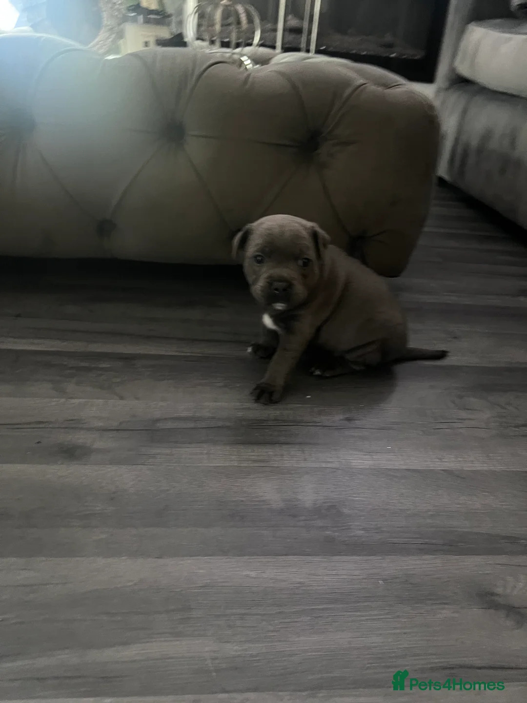 Staffordshire Bull Terrier dogs for sale: LAST BOY LEFT KC REGISTERED 5 STAR BLUE   - Advert 9