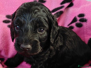 Mixed Breed dogs Doxiepoo =dachshund x poodle - Advert 7