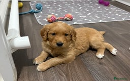 Golden Retriever dogs for sale: Dark Red Golden Retriever Pups Ready 1st November - Image 16