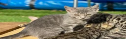 Bengal cats for sale: Bengal x kitten ready for new home in Swindon - Advert 8