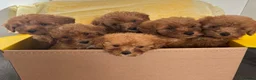 Cockapoo dogs for sale: Beautiful fox red cockapoo f1b  puppies  - Advert 10