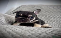 French Bulldog dogs for sale: Gorgeous Puppies ready to be reserved  - Image 10