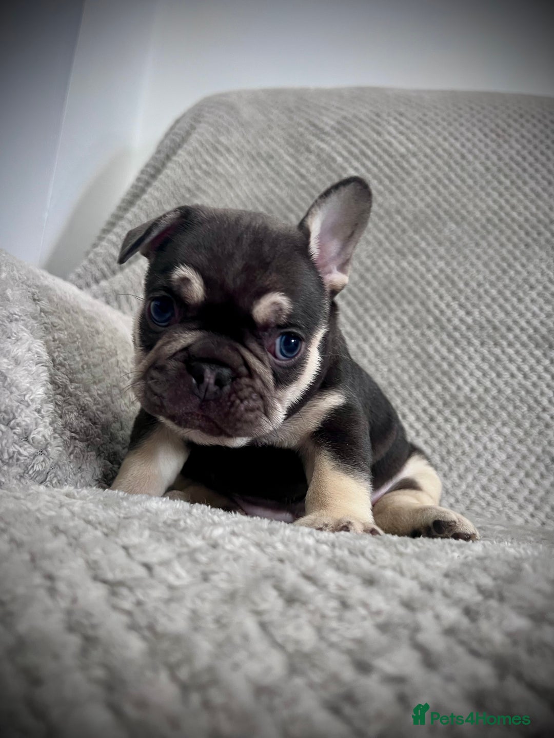 French Bulldog dogs for sale: Gorgeous Puppies ready to be reserved  - Image 10