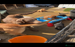 Labrador Retriever dogs for sale: Kc reg Labrador puppies injections flea worm chip - Image 2
