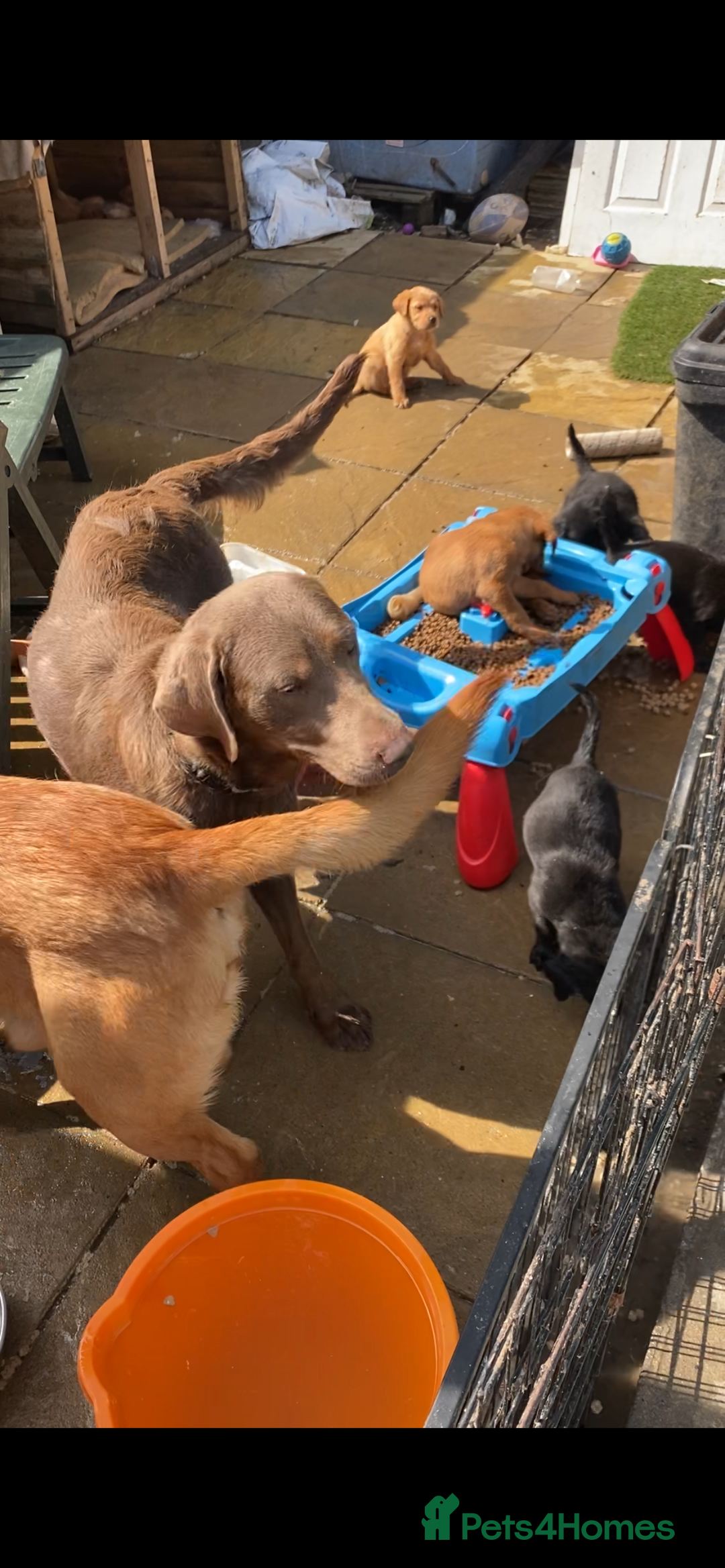 Labrador Retriever dogs for sale: Kc reg Labrador puppies injections flea worm chip - Image 2